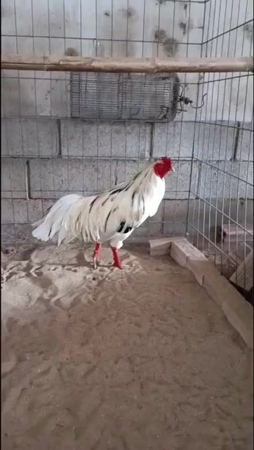 Gà Trắng Đực. 3kg. Mua bán Gà tại Quận 12 Tp Hồ Chí Minh được đăng bởi Bé yêu  hình 1