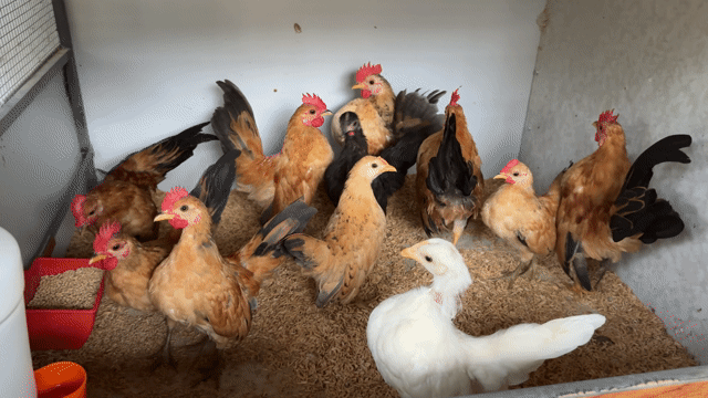 Gà Serama nhiều màu. Mua bán Gà tại Thành phố Biên Hòa Đồng Nai được đăng bởi Nguyễn Hưng  hình 1