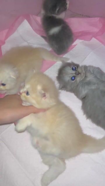 Mèo Lông dài Đực Kem Lùn cụp nhà sinh sản. Mua bán Mèo tại Quận 11 Tp Hồ Chí Minh được đăng bởi Ngọc Ngọc Meow hình 1
