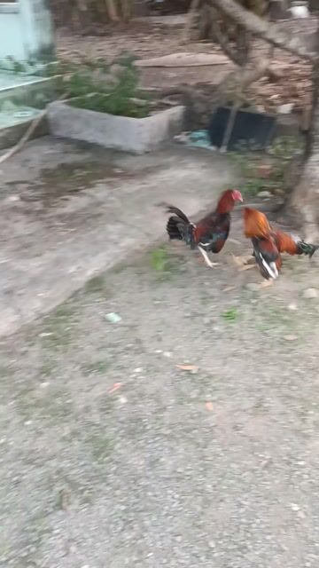 Gà tre trống 7 tháng. Mua bán Gà tại Huyện Trảng Bom Đồng Nai được đăng bởi id8888 hình 1