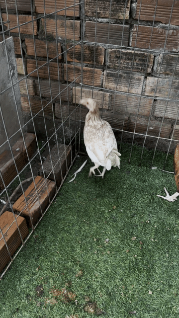 Gà Mỹ Mái Nâu nhạt. Mua bán Gà tại Thành phố Long Xuyên An Giang được đăng bởi Nhut Truong hình 1