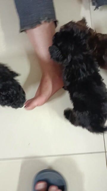 Chó Poodle cái gần 2 tháng chưa tiêm. Mua bán Chó tại Huyện Bình Chánh Tp Hồ Chí Minh được đăng bởi Phạm Thị Ngọc Loan hình 1