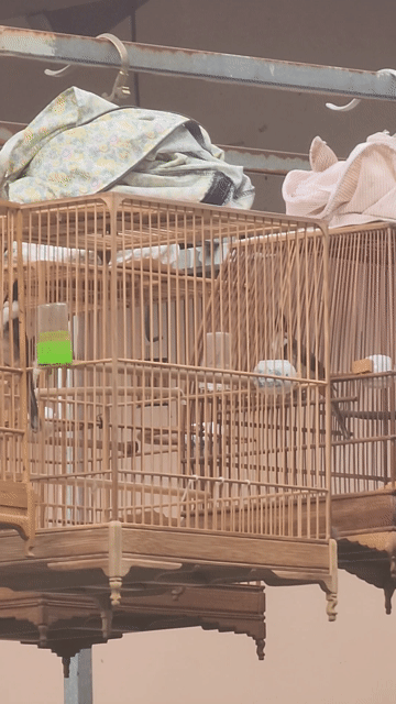 Chim bổi 1 mùa lông mới 80%. Mua bán Chim tại Quận Tân Phú Tp Hồ Chí Minh được đăng bởi Sơn hình 1