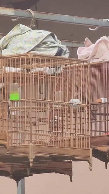 Chim bổi 1 mùa lông mới 80%. Mua bán Chim tại Quận Tân Phú Tp Hồ Chí Minh được đăng bởi Sơn hình 1