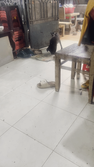 Chó Bắc Hà Cái. Mua bán Chó tại Quận Gò Vấp Tp Hồ Chí Minh được đăng bởi Diễm hình 1