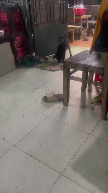 Chó Bắc Hà Cái. Mua bán Chó tại Quận Gò Vấp Tp Hồ Chí Minh được đăng bởi Diễm hình 1