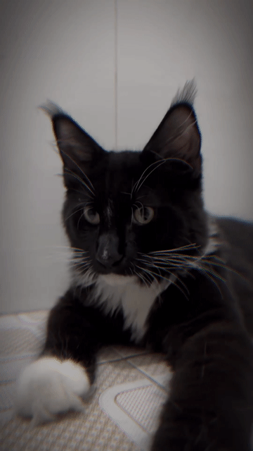 Mèo Maine Coon Đực Đen tuxedo 5 tháng. Mua bán Mèo tại Huyện Bình Chánh Tp Hồ Chí Minh được đăng bởi Lê  Loan hình 1