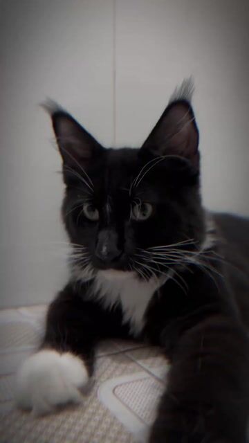 Mèo Maine Coon Đực Đen tuxedo 5 tháng. Mua bán Mèo tại Huyện Bình Chánh Tp Hồ Chí Minh được đăng bởi Lê  Loan hình 1