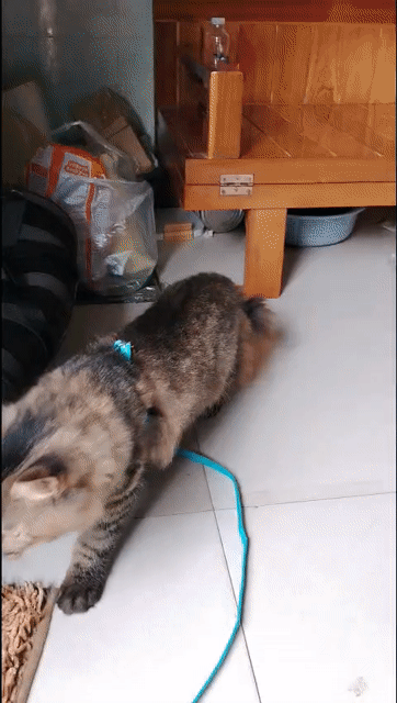 Mèo Nâu đen. Mua bán Mèo tại Quận Bình Tân Tp Hồ Chí Minh được đăng bởi Phan Vũ hình 1