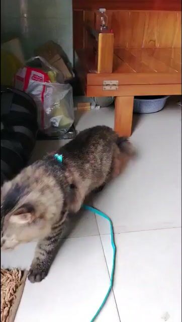 Mèo Nâu đen. Mua bán Mèo tại Quận Bình Tân Tp Hồ Chí Minh được đăng bởi Phan Vũ hình 1