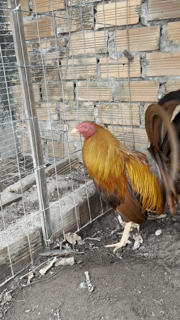 Gà chọi đực khét vàng 2 mùa kg5. Mua bán Gà tại Thành phố Long Xuyên An Giang được đăng bởi Nhut Truong hình 1