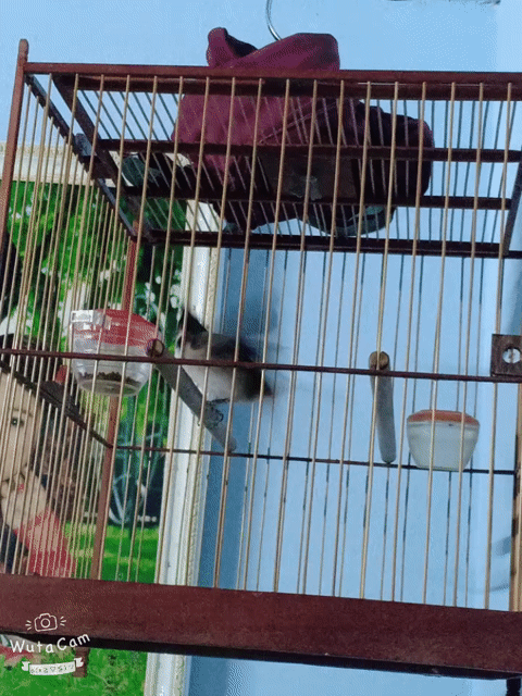 Chim chào mào trống 4 mùa. Mua bán Chim tại Thị xã Hương Thủy Thừa Thiên Huế được đăng bởi Nguyễn Ngọc Hy hình 1