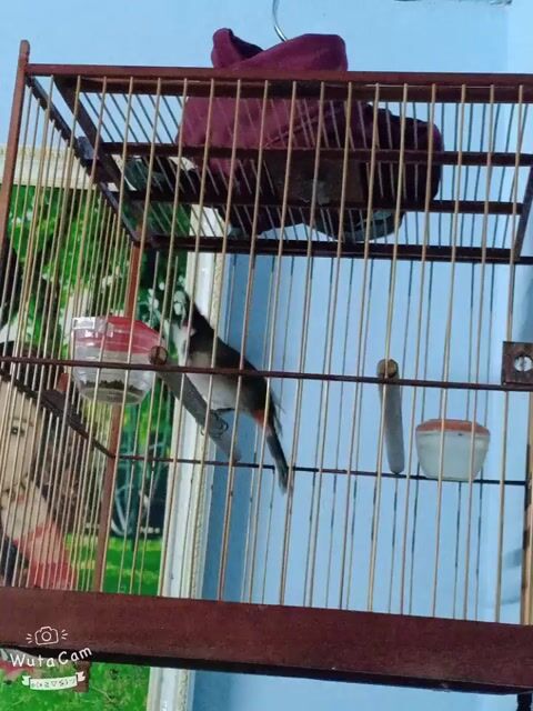 Chim chào mào trống 4 mùa. Mua bán Chim tại Thị xã Hương Thủy Thừa Thiên Huế được đăng bởi Nguyễn Ngọc Hy hình 1