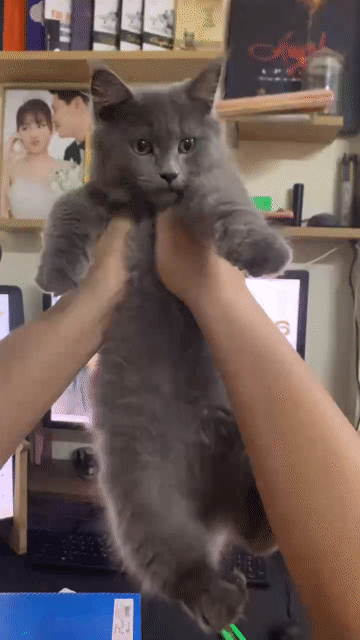 Cần tìm sen mới Maincoon lai form to, hiếu động . Mua bán Mèo tại Quận Nam Từ Liêm Hà Nội được đăng bởi Kien Ngo hình 1