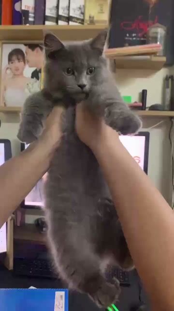 Cần tìm sen mới Maincoon lai form to, hiếu động . Mua bán Mèo tại Quận Nam Từ Liêm Hà Nội được đăng bởi Kien Ngo hình 1