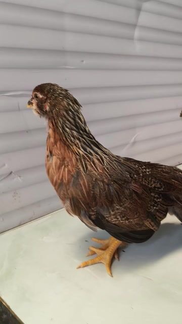 Gà Tân Châu mái mặt râu đuôi dài đẹp. Mua bán Gà tại Quận 12 Tp Hồ Chí Minh được đăng bởi Gà Kiểng Sài Gòn  hình 1