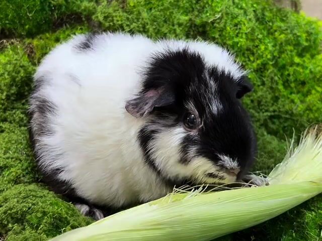 Chuột lang Teddy Cali cái 5 tháng. Mua bán Thú cưng khác tại Quận Tân Bình Tp Hồ Chí Minh được đăng bởi Susu Pet hình 1