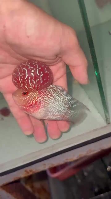 Cá La Hán. Mua bán Thú cưng khác tại Quận Tân Phú Tp Hồ Chí Minh được đăng bởi Bi hình 1