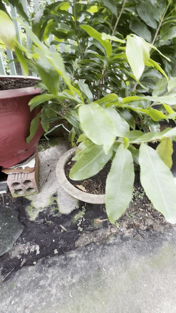 Mai vàng ghép. Mua bán Cây cảnh, đồ trang trí tại Thành phố Dĩ An Bình Dương được đăng bởi ku rồm hình 1