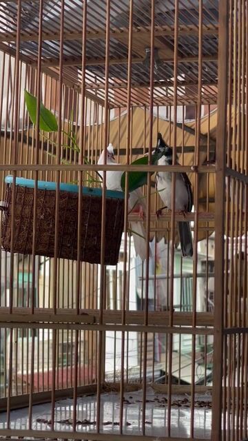 Chim chào mào Trống Mái Bạch tạng Đen trắng. Mua bán Chim tại Quận Bình Tân Tp Hồ Chí Minh được đăng bởi Dang Cong Duc  hình 1