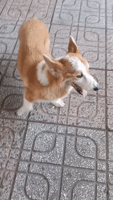 2 pé Corgi Nâu trắng. Mua bán Chó tại Thành phố Thủ Dầu Một Bình Dương được đăng bởi Nguyễn Duy hình 1