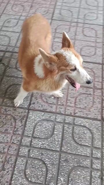 2 pé Corgi Nâu trắng. Mua bán Chó tại Thành phố Thủ Dầu Một Bình Dương được đăng bởi Nguyễn Duy hình 1