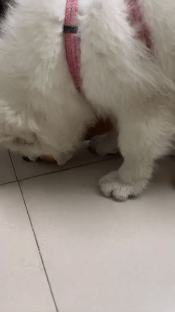 Chó Samoyed cái 4 tháng. Mua bán Chó tại Quận 1 Tp Hồ Chí Minh được đăng bởi Hân hình 1