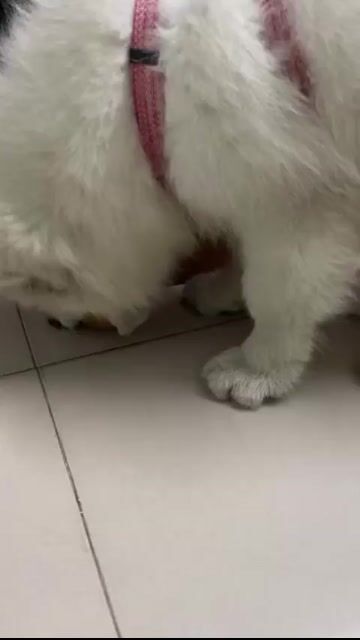 Chó Samoyed cái 4 tháng. Mua bán Chó tại Quận 1 Tp Hồ Chí Minh được đăng bởi Hân hình 1