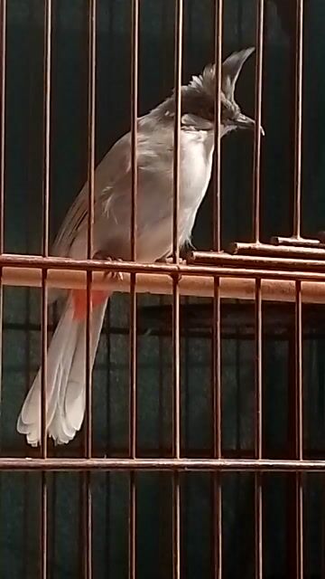 Chim chào mào mái 6 tháng. Mua bán Chim tại Thành phố Huế Thừa Thiên Huế được đăng bởi Phương Gà Chọi Huế hình 1