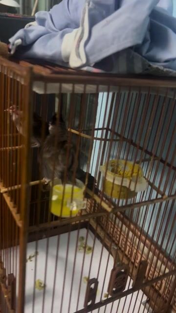 Chim chào mào non 11 ngày. Mua bán Chim tại Quận 12 Tp Hồ Chí Minh được đăng bởi Phat Tien hình 1