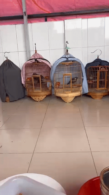 Chim Khướu Trống Nâu đen 2 mùa Cụt 1 móng. Mua bán Chim tại Quận 10 Tp Hồ Chí Minh được đăng bởi chau chuong tuong hình 1