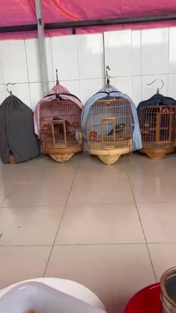 Chim Khướu Trống Nâu đen 2 mùa Cụt 1 móng. Mua bán Chim tại Quận 10 Tp Hồ Chí Minh được đăng bởi chau chuong tuong hình 1
