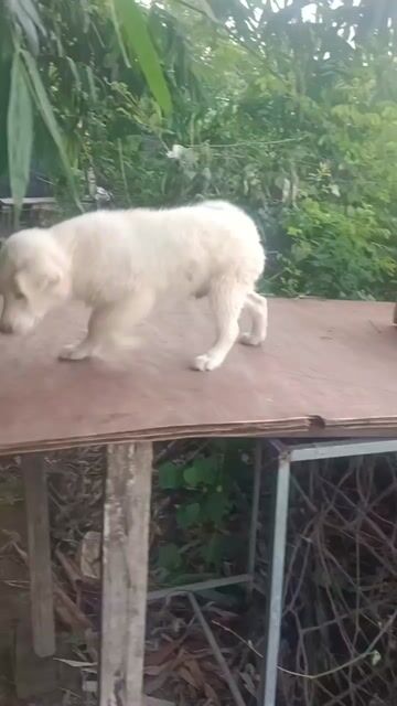 Chó Xù Đực Trắng kem Đốm lưỡi. Mua bán Chó tại Huyện Mê Linh Hà Nội được đăng bởi Nguyễn duy hội  hình 1