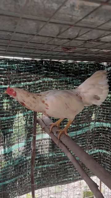 cặp gà mái bướm thái mỹ. Mua bán Gà tại Huyện Củ Chi Tp Hồ Chí Minh được đăng bởi Tâm hình 1