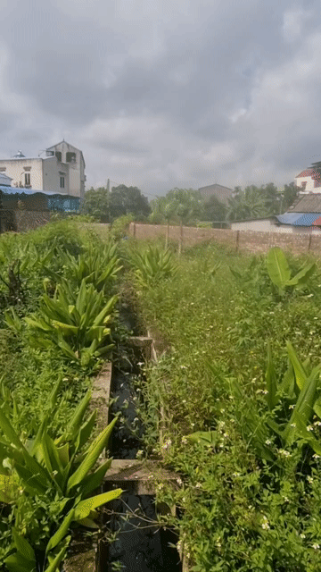 Cho thuê Đất Huyện Sóc Sơn Hà Nội diện tích 700 m² giá 20 triệu/tháng