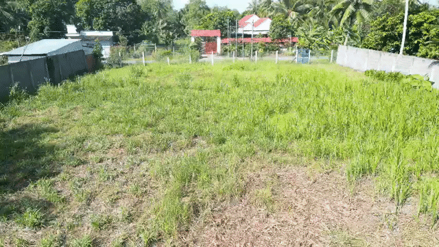 Mua bán Đất Huyện Châu Thành Trà Vinh diện tích 2264 m² giá 3,9 tỷ