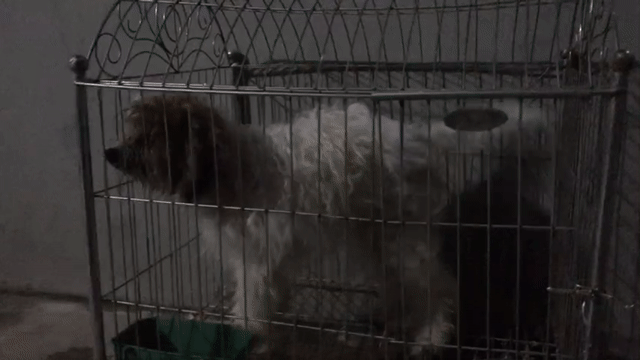 Chó Poodle màu Trắng Nâu. Mua bán Chó tại Huyện Ý Yên Nam Định được đăng bởi việt mắm hình 1