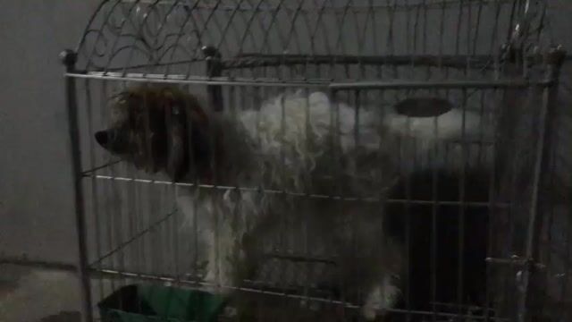 Chó Poodle màu Trắng Nâu. Mua bán Chó tại Huyện Ý Yên Nam Định được đăng bởi việt mắm hình 1