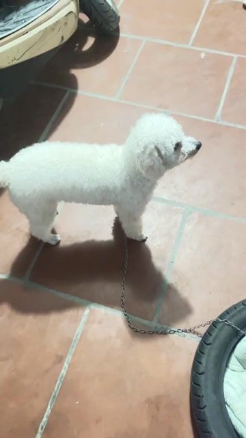 Chó Poodle nhỏ cái 1 tuổi đã tiêm. Mua bán Chó tại Huyện Đông Anh Hà Nội được đăng bởi Nguyễn tiến hình 1