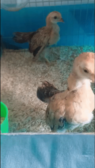Gà tre nâu vàng gần 3 tháng. Mua bán Gà tại Huyện Hóc Môn Tp Hồ Chí Minh được đăng bởi GÀ TRE KIỂNG  hình 1