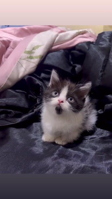 Bán bé mèo anh Chân Ngắn. Mua bán Mèo tại Quận Tân Phú Tp Hồ Chí Minh được đăng bởi Nguyễn Võ Hoàng Minh hình 1