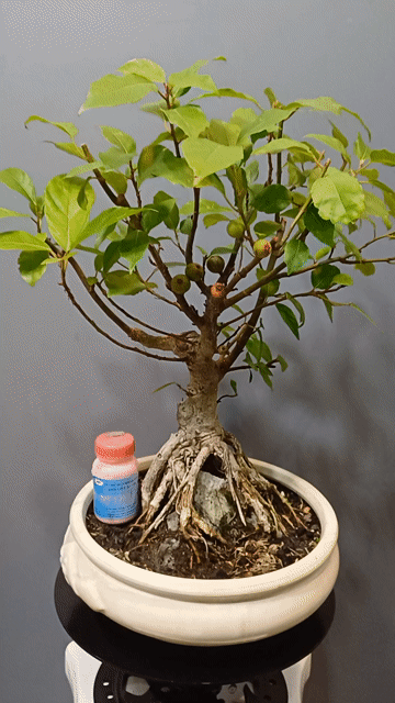 Sung bonsai để bàn ký đá rễ nôm, chậu ang cạn  30. Mua bán Cây cảnh, đồ trang trí tại Quận Tân Bình Tp Hồ Chí Minh được đăng bởi Bonsai và Chậu xưa hình 1