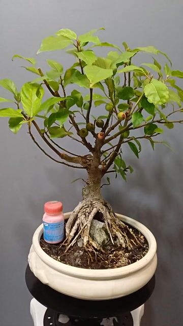 Sung bonsai để bàn ký đá rễ nôm, chậu ang cạn  30. Mua bán Cây cảnh, đồ trang trí tại Quận Tân Bình Tp Hồ Chí Minh được đăng bởi Bonsai và Chậu xưa hình 1