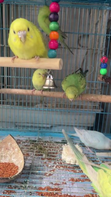 Chim Yến Phụng 3 tháng nhiều màu. Mua bán Chim tại Quận Gò Vấp Tp Hồ Chí Minh được đăng bởi Thamhuynh hình 1