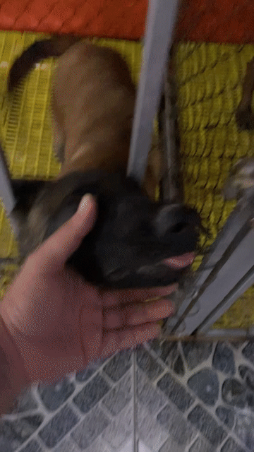 Chó Malinois đực 3 tháng. Mua bán Chó tại Quận Ninh Kiều Cần Thơ được đăng bởi Phạm Duy hình 1
