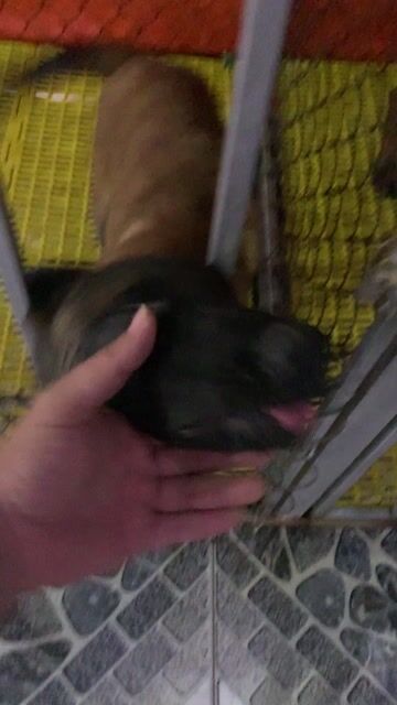 Chó Malinois đực 3 tháng. Mua bán Chó tại Quận Ninh Kiều Cần Thơ được đăng bởi Phạm Duy hình 1