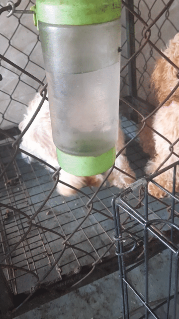 Chó Poodle 3.5 tháng đã tiêm. Mua bán Chó tại Huyện Vĩnh Cửu Đồng Nai được đăng bởi Minh Luân hình 1