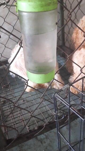 Chó Poodle 3.5 tháng đã tiêm. Mua bán Chó tại Huyện Vĩnh Cửu Đồng Nai được đăng bởi Minh Luân hình 1