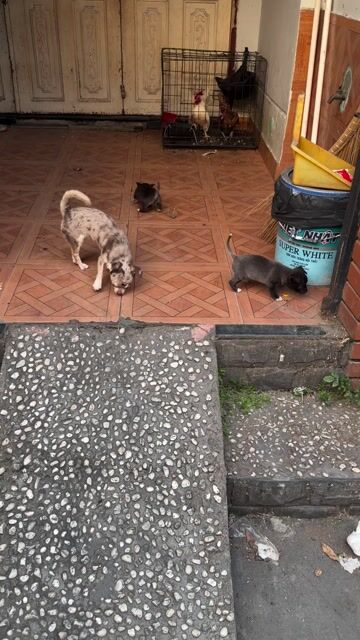 Chó Chihuahua cái nhập thái. Mua bán Chó tại Thành phố Bến Tre Bến Tre được đăng bởi Pi hình 1