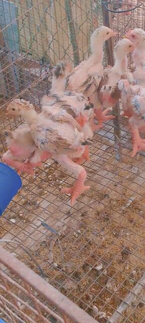 Gà giống cái 6-7 lạng đã tiêm đủ. Mua bán Gà tại Thành phố Thuận An Bình Dương được đăng bởi Trại Gà Đông Tảo hình 1